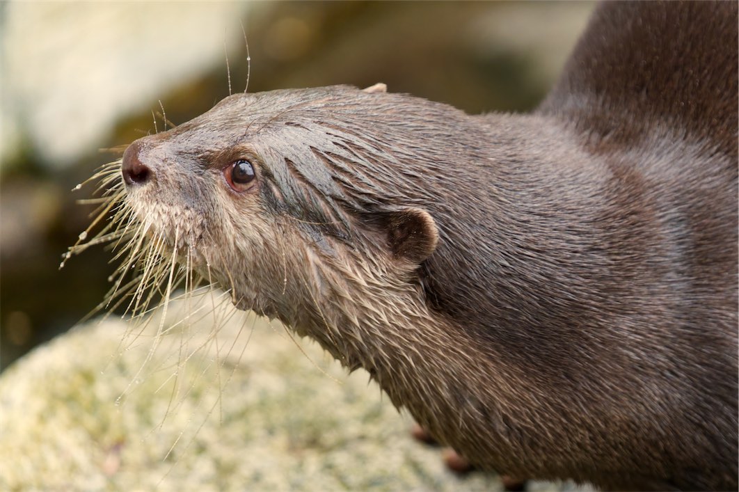 Otter 0308